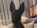 Belgian Malinois