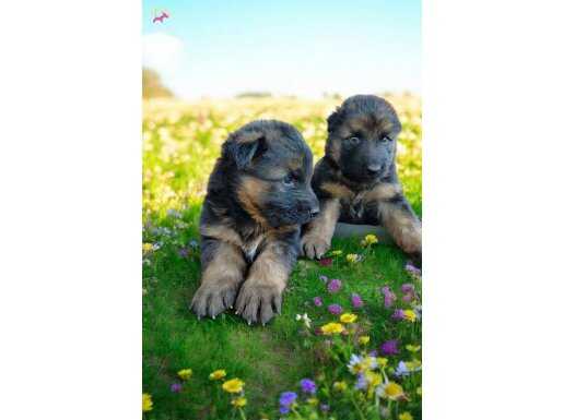 Düşük bel alman çoban köpeği erkek dişi mevcuttur