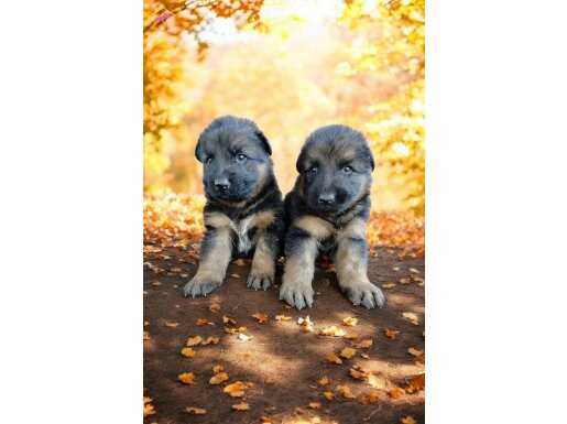 Dusukbel Alman çoban köpeği 44gunluk dişi erkek yavru mevcut