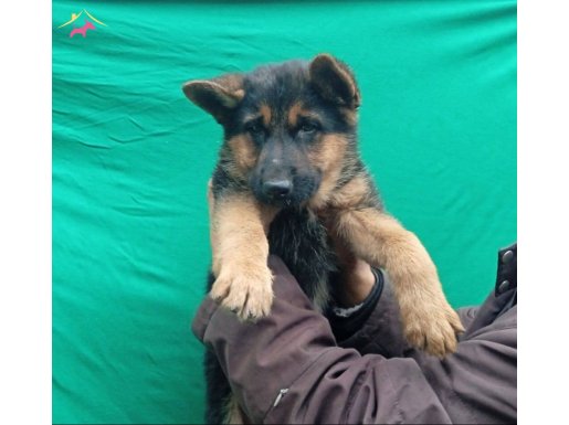Düşük bel Alman Çoban Köpeği 76 günlük son dişi yavrumuz