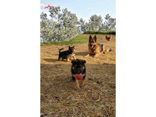 92 Günlük Dişi Alman Çoban Köpeği | Düşük Bel Secereli Form