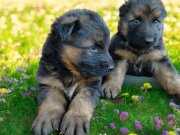 Düşük bel alman çoban köpeği erkek dişi mevcuttur