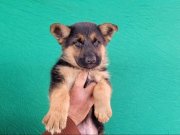 Dusukbel Alman çoban köpeği 