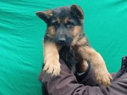 Düşük bel Alman Çoban Köpeği 76 günlük son dişi yavrumuz