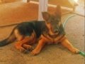 K9 DÜŞÜK BEL ALMAN ÇOBAN KÖPEĞİ DİŞİ 5AYLİK ADANA