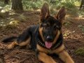5.5 aylık DÜŞÜK BEL ALMAN ÇOBAN KÖPEĞİ ADANA 