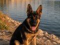 5.5 aylık DÜŞÜK BEL ALMAN ÇOBAN KÖPEĞİ ADANA 