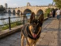 5.5 aylık DÜŞÜK BEL ALMAN ÇOBAN KÖPEĞİ ADANA 