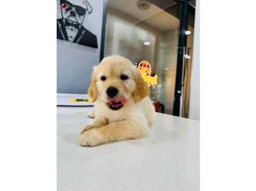 Baby face golden 2bucuk aylık tuvalet eğitimli  