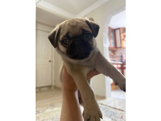 50 günlük dişi oyuncu ve çok sağlıklı