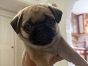 50 günlük dişi oyuncu ve çok sağlıklı