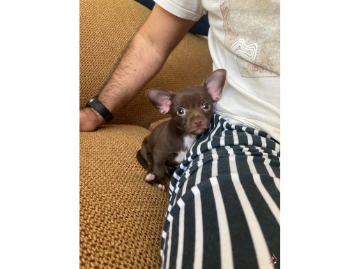 Erkek çikolata şivava 2 aylık