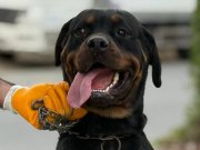 Orjinal Dişi Rotweiler 