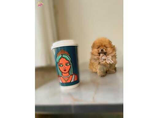 Sağlık ve ırk garantili bebeklerimiz