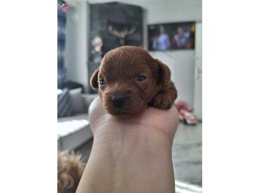 sağlıklı kore toy poodle 