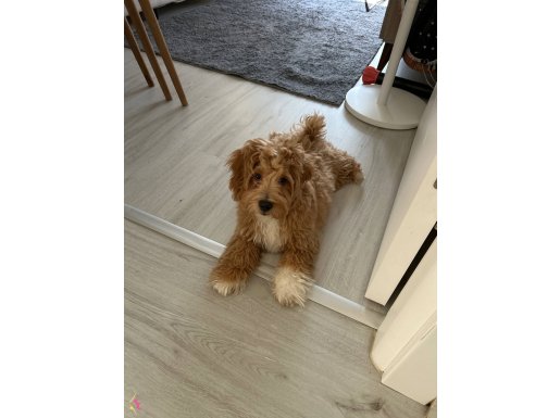 Maltipo mix podle 3.5 aylık 