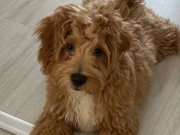 Maltipo mix podle 3.5 aylık 