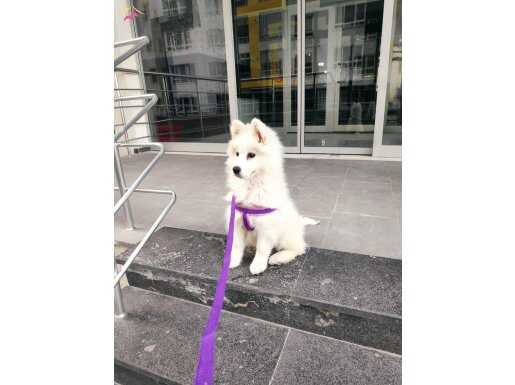 Kar beyaz dişi erkek samoyed