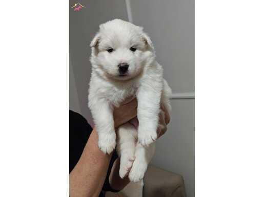 Kar Beyaz dişi erkek yavrular