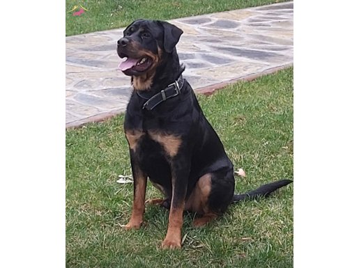 ÜCRETSİZ-Rottweiler 4 yaş aşıları tam.Sakin,arkadaş canlısı.
