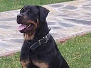 ÜCRETSİZ-Rottweiler 4 yaş aşıları tam.Sakin,arkadaş canlısı.