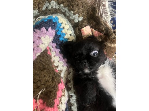 1,5 aylık pekinez yavrusu 