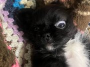 1,5 aylık pekinez yavrusu 