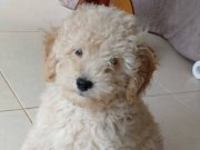 Krem Rengi Toy Poodle Son Yavru