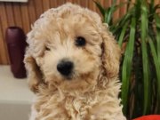 Safkan Toy Poodle Yavrumuz Yeni yuvasını arıyor