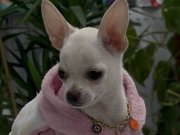 En minik boy eğitimli bakımlı