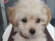 4 Aylik yavru aşılı sağlıklı maltipoo disi 