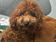 ERKEK TEACUP ERKEK TOYPOODLE 