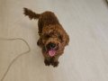 8 Aylık Red Brown Toy Poodle