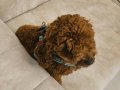 8 Aylık Red Brown Toy Poodle