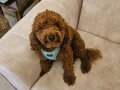 8 Aylık Red Brown Toy Poodle