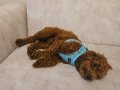 8 Aylık Red Brown Toy Poodle