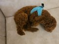 8 Aylık Red Brown Toy Poodle