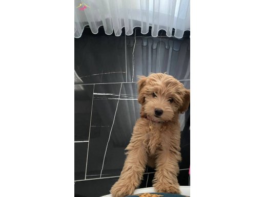 3 AYLIK MOLTİPOO DİŞİ 