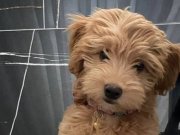 3 AYLIK MOLTİPOO DİŞİ 