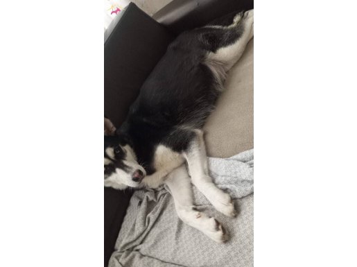 Safkan Sibirya kurdu Yavru