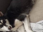 Safkan Sibirya kurdu Yavru