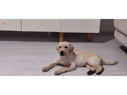 İki aylık labrador dişi  yavru 