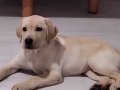 İki aylık labrador dişi  yavru 