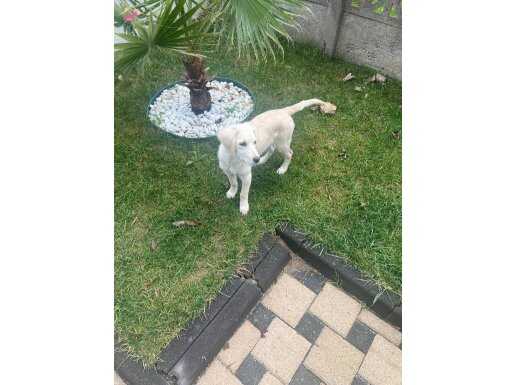 Golden retriever 5 aylık