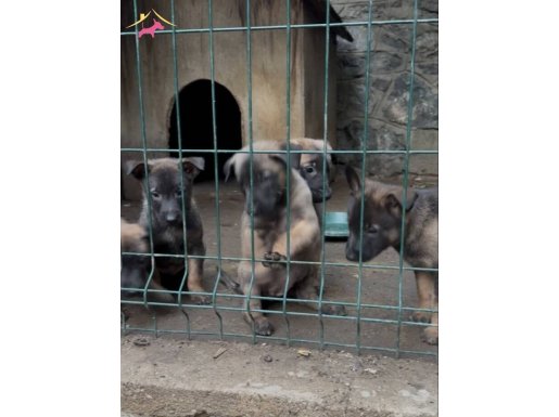 Belçika malinois anne baba secereli full eğitimli Kalite