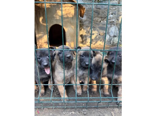 Kendi köpeklerimiz kendi yavrularımız kendiresimlerimiz