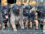 Kendi köpeklerimiz kendi yavrularımız kendiresimlerimiz