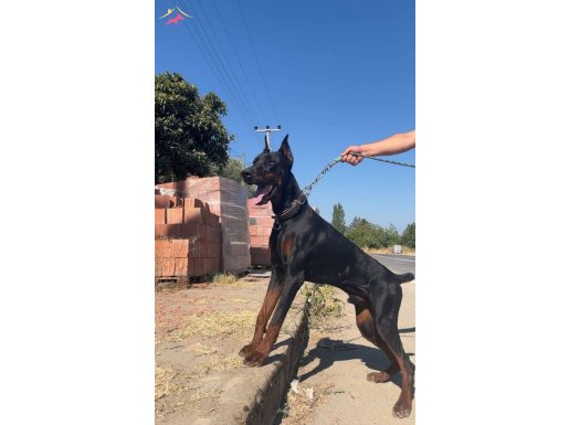 1.5 yaşında erkek doberman eksiksiz herşeyi tam