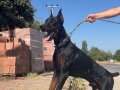 1.5 yaşında erkek doberman eksiksiz herşeyi tam
