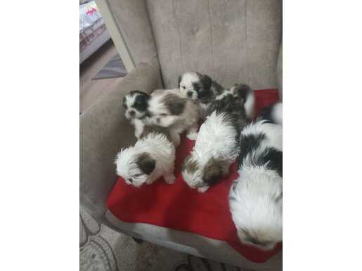 SHOW KALİTE SHİH TZU YAVRULARİ